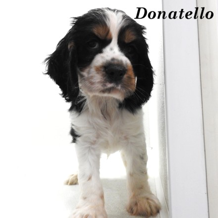 puppy, for, sale, Cockilier, Joe & Cherri  Overlease, dog, breeder, Miller, MO, dog-breeder, puppy-for-sale, forsale, nearby, find, puppyfind, locator, puppylocator, aca